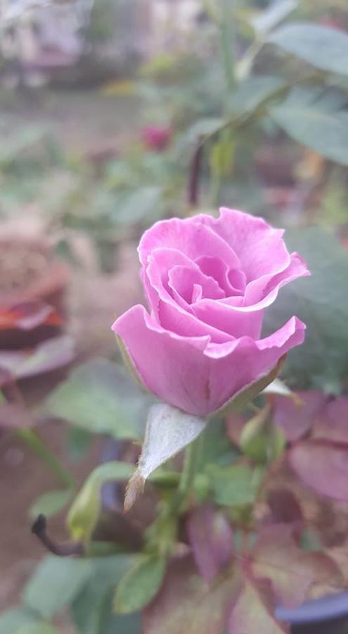 Baangaimuan Bed & Breakfast Lamphun Ngoại thất bức ảnh